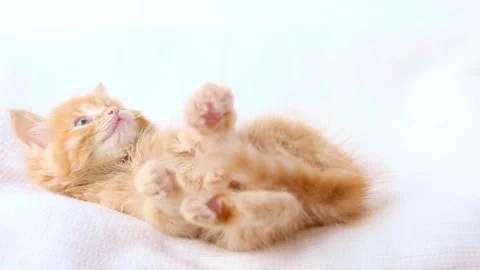 A small orange kitten lies on its back and looks up 스톡 동영상 203795385