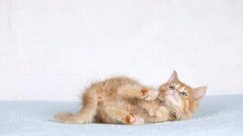 A small orange kitten lies on a light background Stock Footage 201352608
