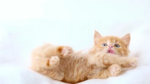A small orange kitten lies on a light raincoat and licks its lips Stock-Footage 205578536