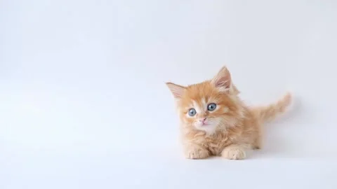 A small orange kitten on a light background lies looking straight Stock Footage 194393399