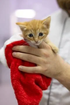 A small orange kitten located in a red New Years hat supported by the Stock Photos