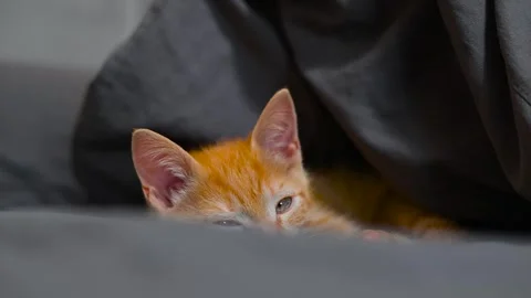 A small orange kitten is peeking out from under a blanket in an indoor setting. 库存影片 344527331