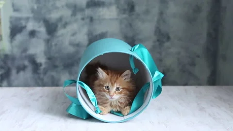 Small orange kitten playing, in blue gift box Video stock 167797884