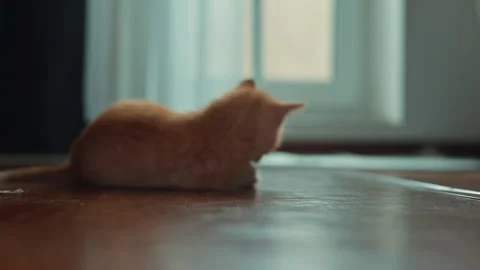 A small orange kitten plays with a blue toy in a well-lit living room. The Video stock 339024801