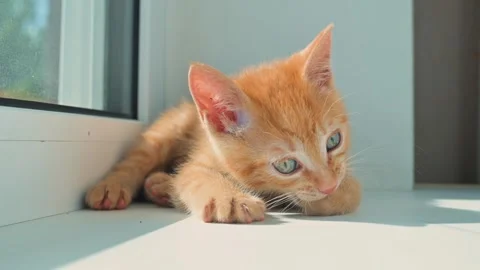 A small orange kitten plays on a bright windowsill, displaying curiosity as it 動画素材 344440438