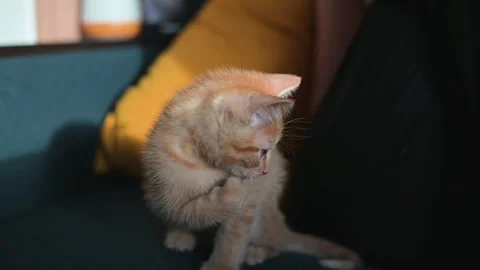 A small orange kitten plays on a couch, curiously looking down at its paws. The Stockbeeldmateriaal 344451325