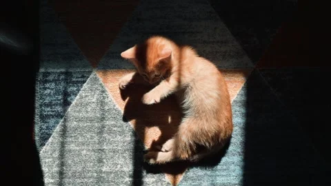 A small orange kitten plays on a geometric patterned rug in warm sunlight. It Stock Footage 339025687