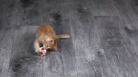 A small orange kitten plays on a gray floor with a ball 스톡 동영상 201352622