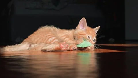 A small orange kitten plays with a green toy on a wooden floor in an indoor area Video stock 339025151