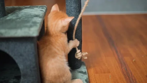 A small orange kitten pulls at a rope attached to a cat tree, showing curiosity Stock Footage 339025615