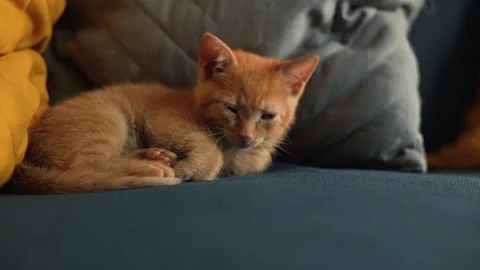 A small orange kitten is resting on a couch surrounded by cushions. The pet Stock Footage 339025195