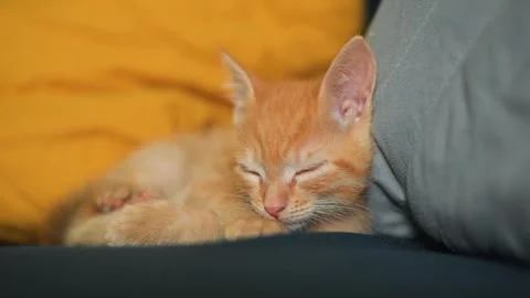 A small orange kitten rests quietly on a couch surrounded by colorful cushions. Video stock 339025085