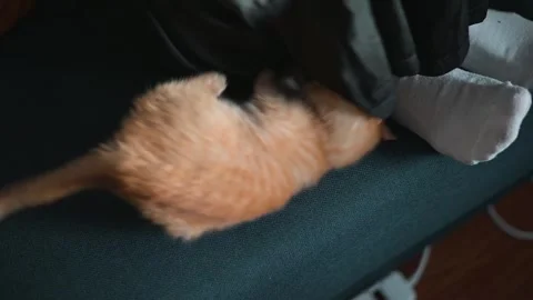 A small orange kitten is seen exploring beneath a couch. The curious cat Vidéo 344451349