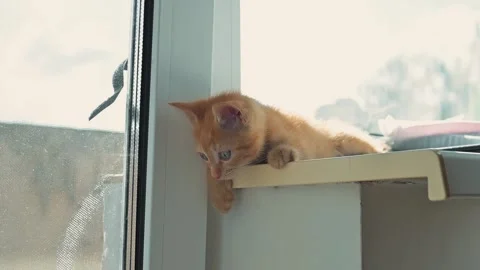 A small orange kitten is seen playing on a window ledge, observing its 스톡 동영상 344440523