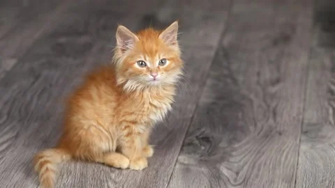 A small orange kitten sits on a gray floor looks straight ahead Stock-Footage 198980946
