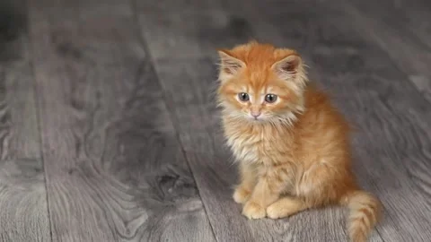 A small orange kitten sits on a gray floor and looks around Stock Footage 201352620