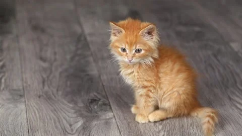 A small orange kitten sits on a gray floor looks around and up Stock Footage 203795422