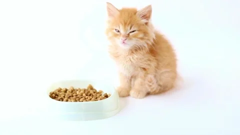A small orange kitten sits on a light background near a bowl of food Stock-Footage 194393499