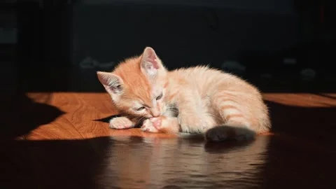 A small orange kitten spends time playing with its paws and then starts grooming Video stock 339025108