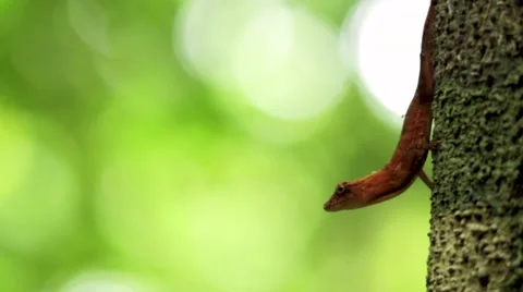 Small orange lizard on a tree trunk Stock Footage 48739108