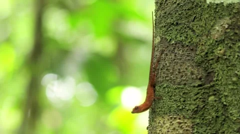 Small orange lizard on a tree trunk Stock Footage 48740906