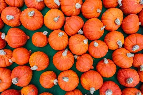 Small orange mini pumpkins (Cucurbita pepo) Stock Photos