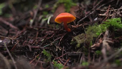 Small Orange Mushroom on Forest Floor - Pacific Northwest Woodland 4K Video stock 326609486