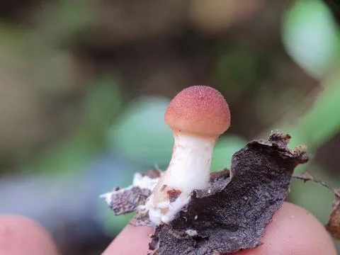 Small orange mushroom on leaf. Fotos de archivo
