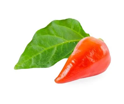 Small orange pepper Capsicum Gemeng with green leaf is isolated on white ba.. 写真素材