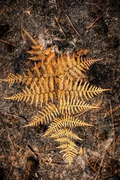 Small orange pine tree growing from dark ground. Stock Photos