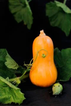 Small orange pumpkin on a black background surrounded by green leaves Stock Photos