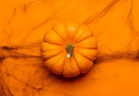 Small orange pumpkin on orange background Stock Photos
