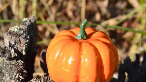 Small orange pumpkin rests on a rough wooden surface outdoors Stock Photos