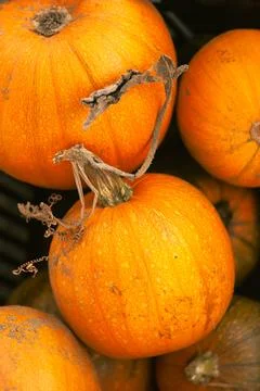 Small Orange Pumpkins Stock Photos
