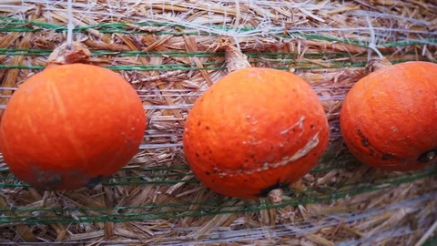 Small orange pumpkinss hung on a hay bale Stock Footage 118230858