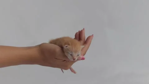 Small orange red newborn kitten lies in woman's hand, close-up, hand strokes Stock Footage 220879565