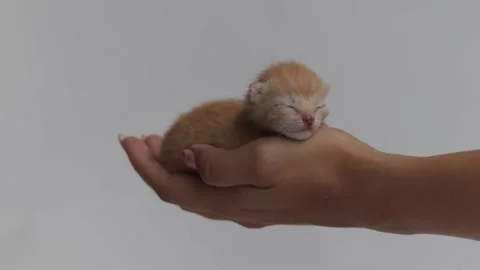 Small orange red newborn kitten lies in woman's hand, close-up, hand strokes Stock Footage 221273316