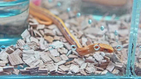 Small orange snake in the aquarium. Video stock 157153370