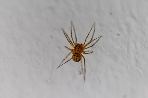 Small orange spider crawling on textured white wall Stock Photos
