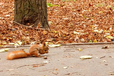 A small orange squirrel nibbles a walnut in the fall on an asphalt path. Stock Photos