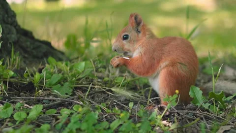 A small orange squirrel is seen nibbling on a snack while perched on its hind Stock Footage 312268574