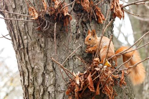 A small orange squirrel sits on a tree in the autumn in the park and nibbles Stock Photos