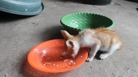 A small, orange tabby kitten is eating from a red plate on a concrete floor Stock Footage 280673360