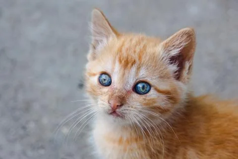 Small orange tabby kitten with mesmerizing colorful eyes looking past camera Stock Photos