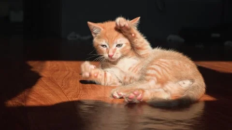 A small orange tabby kitten is seen playing in a sunlit room, showing curiosity Vidéo 339025101