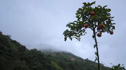 Small orange tree growing on a mountainside 스톡 동영상 311126899