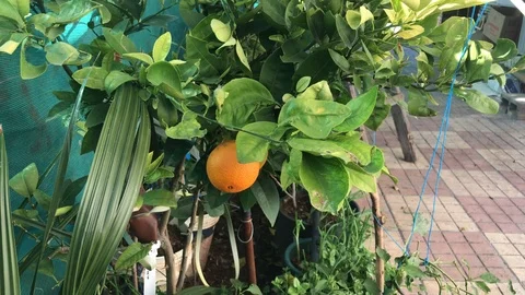 Small Orange Tree in a House Garden Stock Footage 100239432