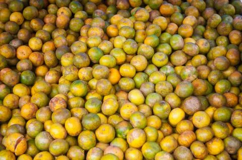 Small orange tree Stock Photos