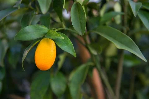 Small Orange on the tree 写真素材