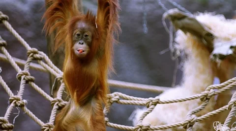Small orangutan  on a rope Video stock 59462437